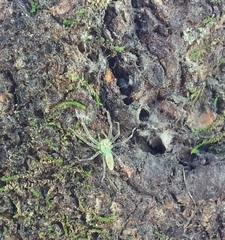 Lyssomanes viridis