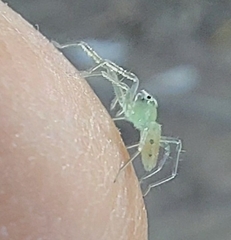 Lyssomanes viridis