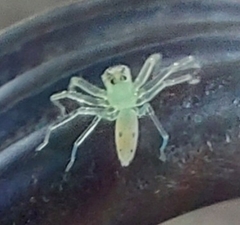 Lyssomanes viridis