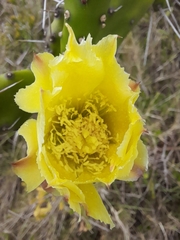Opuntia arechavaletae