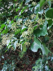 Hedera helix