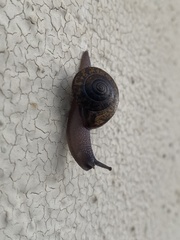 Helminthoglypta