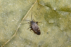 Europiella