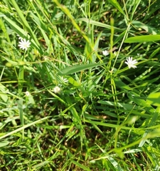 Stellaria graminea