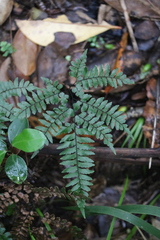 Adiantum fulvum