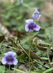 Viola banksii