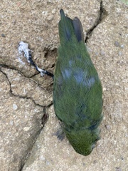 Chiroxiphia caudata
