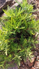 Lavandula canariensis subsp. gomerensis image
