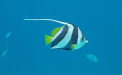 Heniochus diphreutes