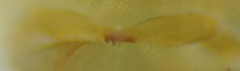 Geophilus regnans