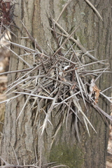 Gleditsia triacanthos triacanthos