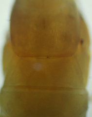Geophilus regnans