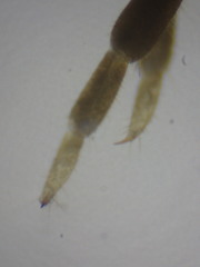 Geophilus regnans