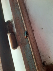 Cacoscelis nigripennis