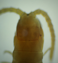 Geophilus regnans
