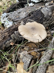 Coprinopsis uliginicola