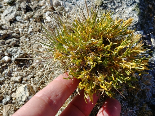 Ericameria parryi var. monocephala