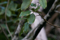 Cheirodendron trigynum