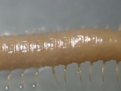 Geophilus regnans