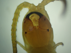 Geophilus regnans