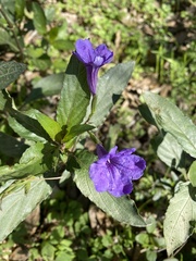 Ruellia strepens