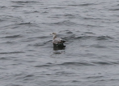 Larus californicus