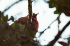 Himatione sanguinea