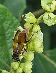 Polybia rejecta