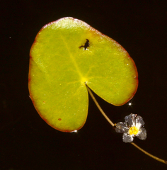 Nymphoides cordata