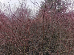 Cornus