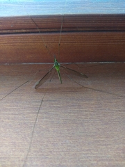 Leptotarsus albistigma