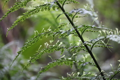 Asplenium bulbiferum