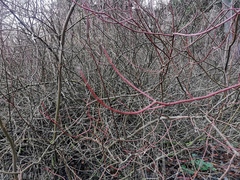 Cornus