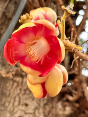 Couroupita guianensis