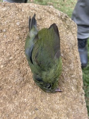Chiroxiphia caudata