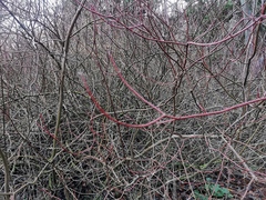 Cornus
