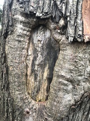 Cryphonectria parasitica