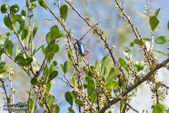 Stenaspis verticalis