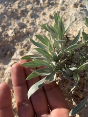 Oenothera macrocarpa