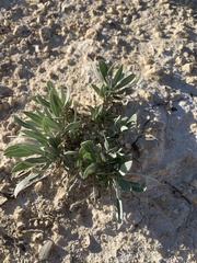 Oenothera macrocarpa