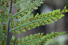 Asplenium bulbiferum