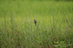 Prinia inornata