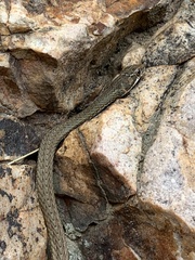 Psammophis notostictus