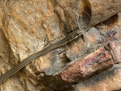 Psammophis notostictus