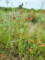 Dicliptera squarrosa