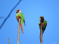 Gray-Breasted Parakeet photo 3