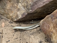 Psammophis notostictus