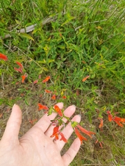 Dicliptera squarrosa