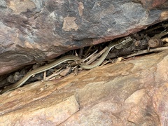 Psammophis notostictus