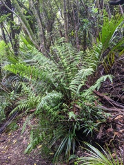 Asplenium bulbiferum